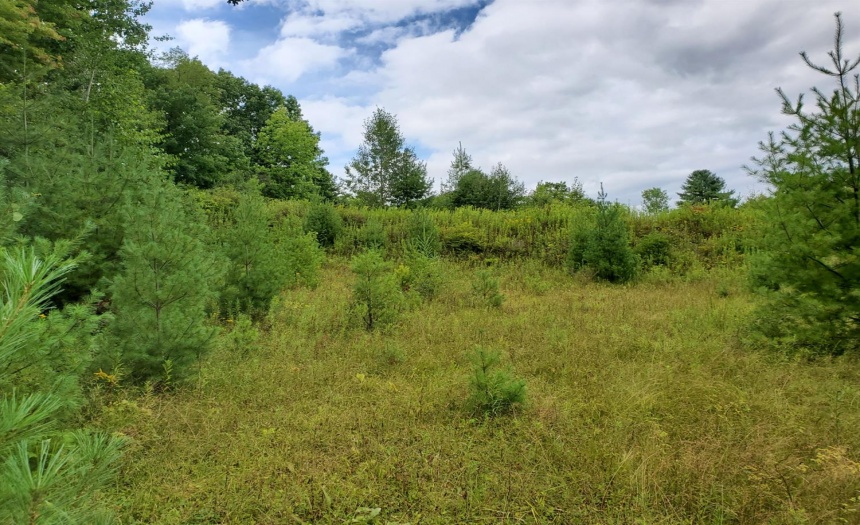 Land For Sale Price 30,000 132236 Oneonta Realty
